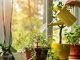 8-houseplants-that-can-live-for-upto-a-100-years